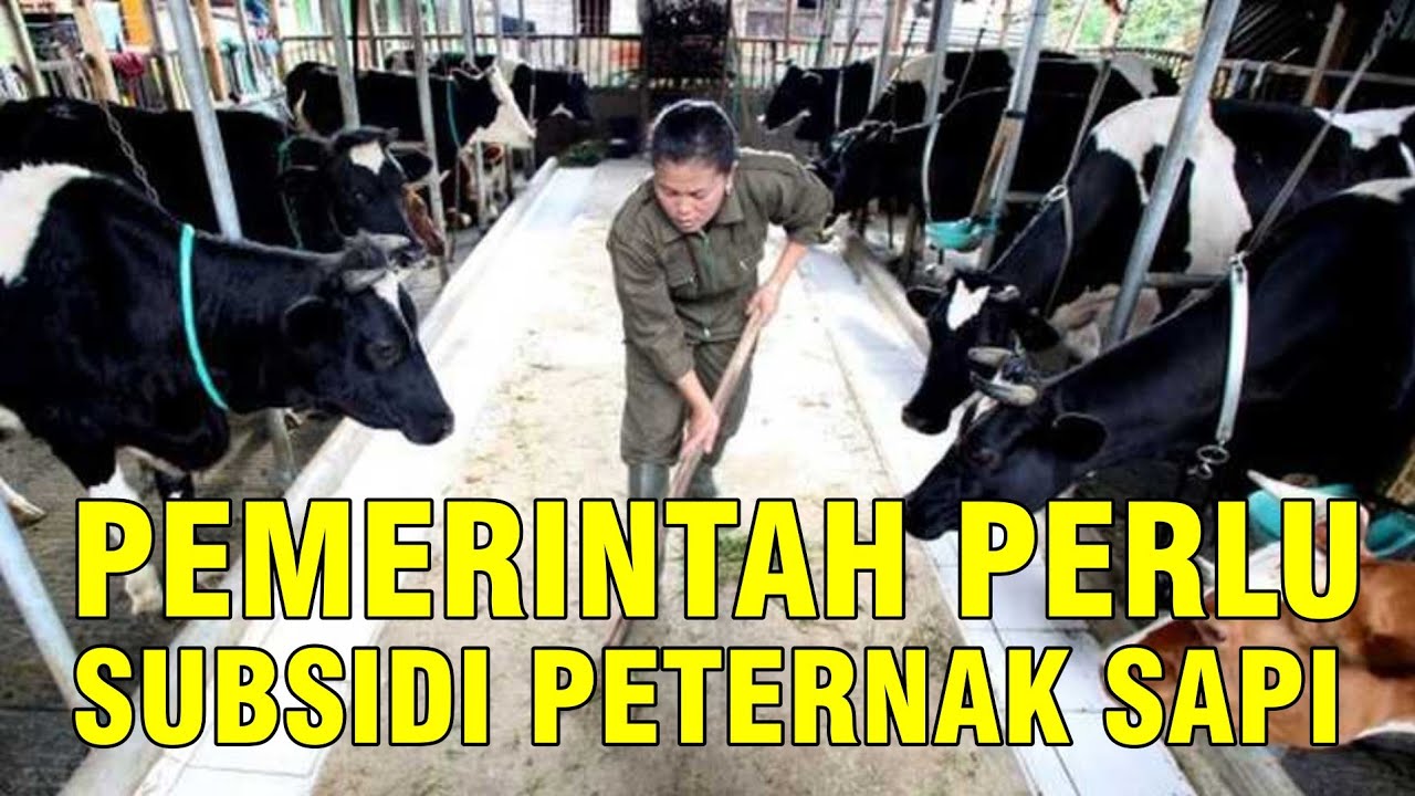 
                                 Pemerintah-Perlu-Subsidi-Peternak-Sapi-Indonesia.jpg